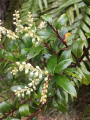 Gaultheria paniculata