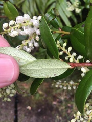 Gaultheria paniculata
