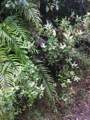 Gaultheria paniculata