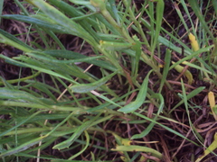 Senecio ceratophylloides