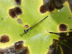 Austrocnemis maccullochi