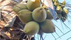 Cocos nucifera