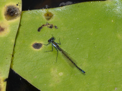 Austrocnemis maccullochi