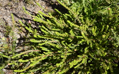 Lachnaea grandiflora