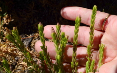 Lachnaea grandiflora
