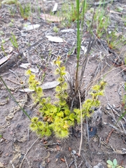 Drosera ramellosa