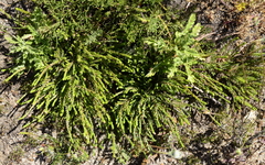 Lachnaea grandiflora