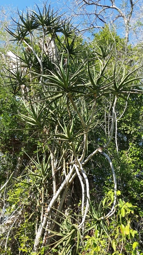 Aloidendron tongaense image