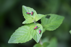 Cardioscarta flavifrons