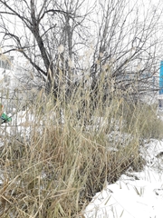 Phragmites australis