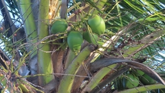 Cocos nucifera