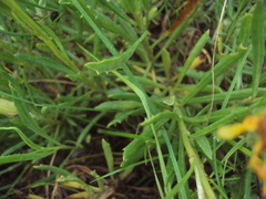Senecio ceratophylloides