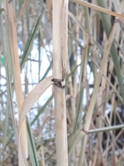 Phragmites australis