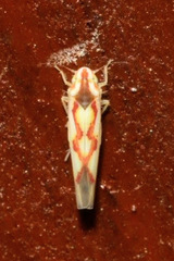 Zygina flammigera