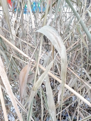 Phragmites australis
