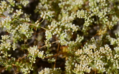Adenogramma glomerata