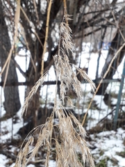 Phragmites australis