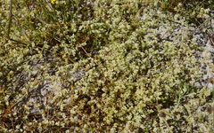 Adenogramma glomerata