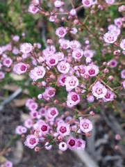 Verticordia plumosa
