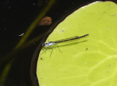 Austrocnemis maccullochi