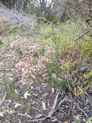 Verticordia plumosa