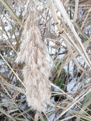 Phragmites australis
