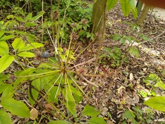Mackinlaya macrosciadea