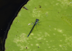 Austrocnemis maccullochi