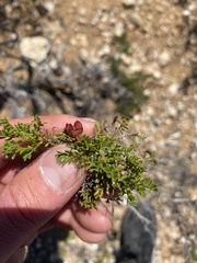 Dodonaea subglandulifera