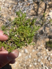 Dodonaea subglandulifera