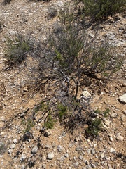 Dodonaea subglandulifera