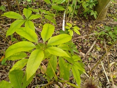 Mackinlaya macrosciadea