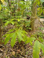 Mackinlaya macrosciadea