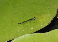 Austrocnemis maccullochi