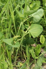 Aristolochia pallida