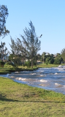 Chroicocephalus cirrocephalus