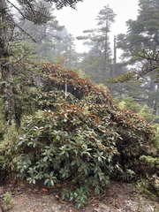 Rhododendron hyperythrum