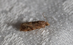 Lobesia physophora