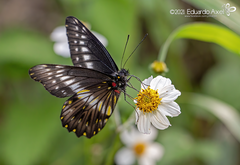 Catasticta flisa flisa