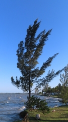 Casuarina equisetifolia