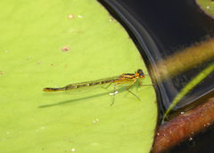 Austrocnemis maccullochi