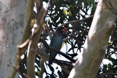 Eurystomus orientalis pacificus