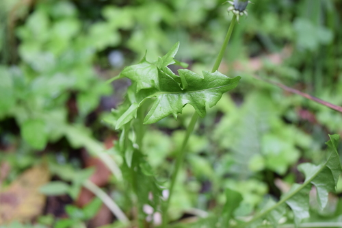 Taraxacum image