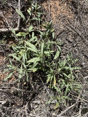 Chamaesaracha coronopus