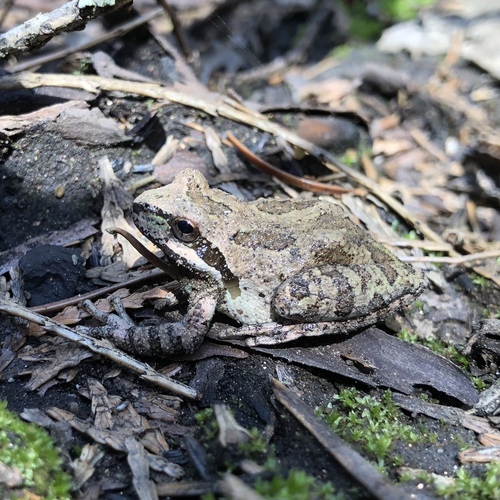 iNaturalist observation photo of Pacific chorus frog