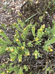 Oedera uniflora