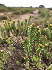 Oedera uniflora