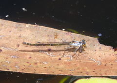 Austrocnemis maccullochi