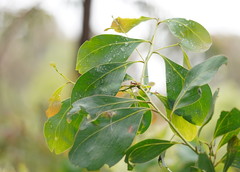 Acacia obliquinervia