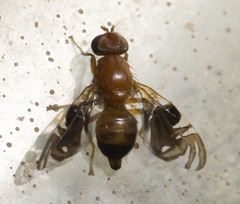 Parastenopa limata